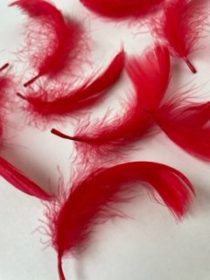 Red goose feathers by Jaffé.