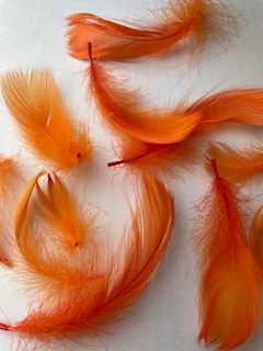 IMG_5504 ORANGE GOOSE FEATHER