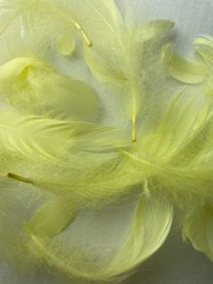 IMG_5527 IMG_5527
