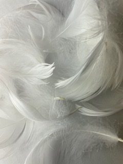 IMG_5533 IMG_5533